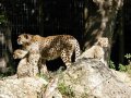 ZOO-Viden 24 srpen 2014 387.JPG